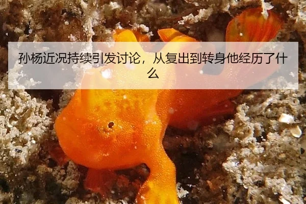孙杨近况持续引发讨论，从复出到转身他经历了什么